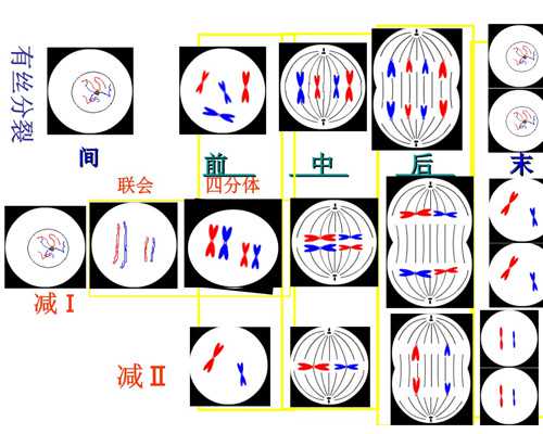 代怀产子费用_代怀小孩找人,做试管婴儿需要请假多久？教你怎样安排时间比较