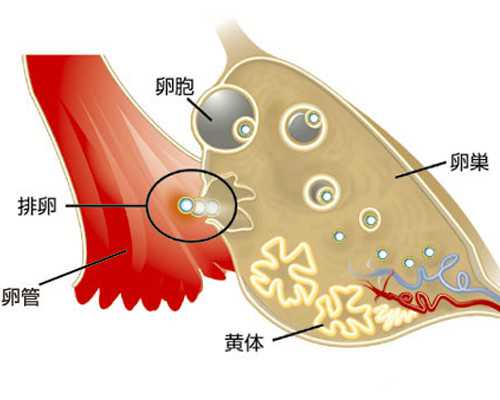 菏泽试管代怀|乌克兰助孕机构-乌克兰三代试管医院