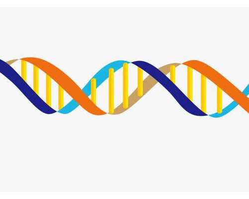 河北代怀|自贡艾滋病能做第三代试管吗，男女性患hiv做试管的方法讲解