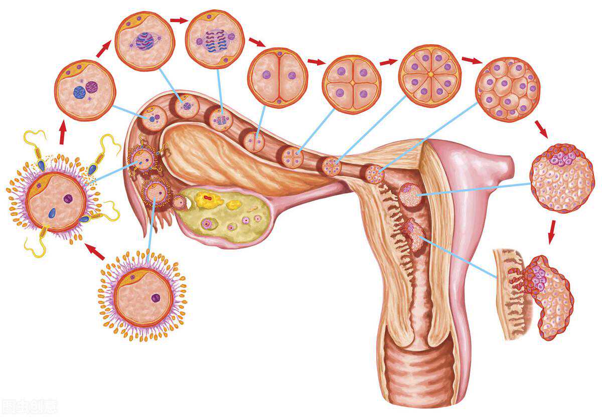 备孕多久能怀上输卵管堵塞不孕的症状